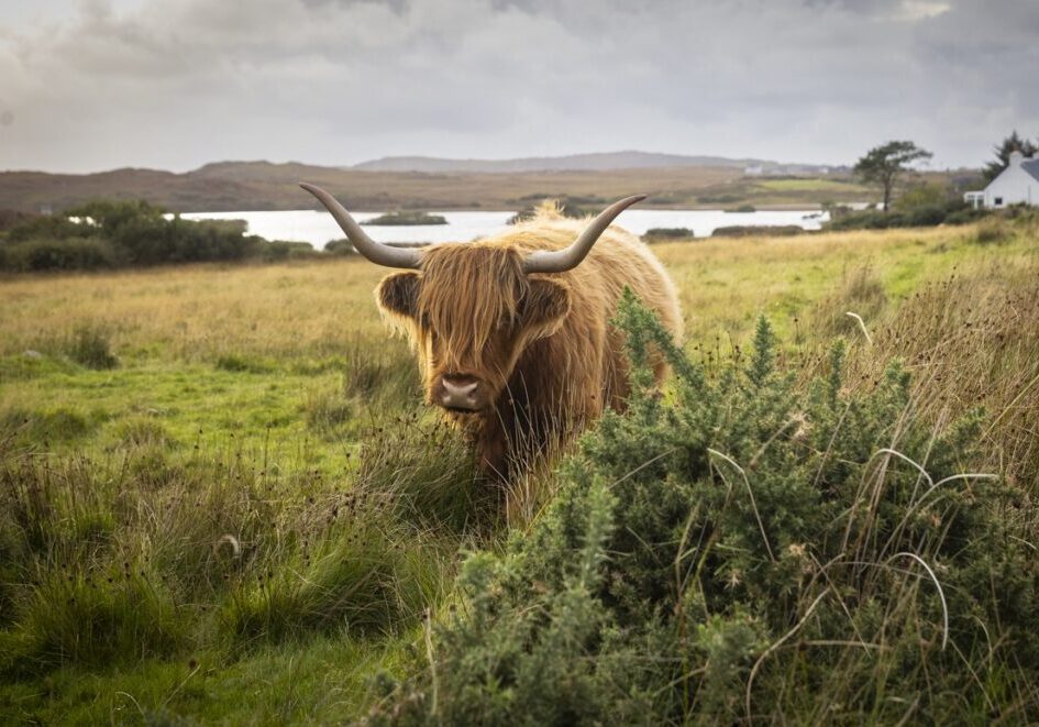 Highland Cow On The Isle Of Mull VisitScotland Kenny Lam